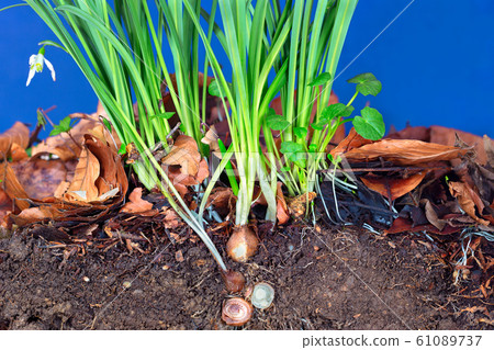 Snowdrops with bulb growing in a Leptosol Snowdrops with bulb growing in a Leptosol 61089737