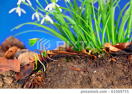 Snowdrops with bulb growing in a Leptosol Snowdrops with bulb growing in a Leptosol 61089755