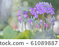 Primula 61089887