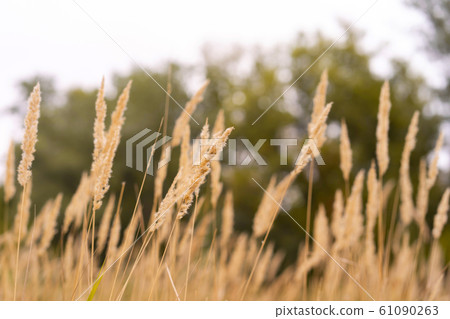 Savannah grass field in sun backlight,Twinkle with Savannah grass field in sun backlight,Twinkle with 61090263