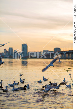 A flock of seagulls on the banks of the city A flock of seagulls on the banks of the city 61090582