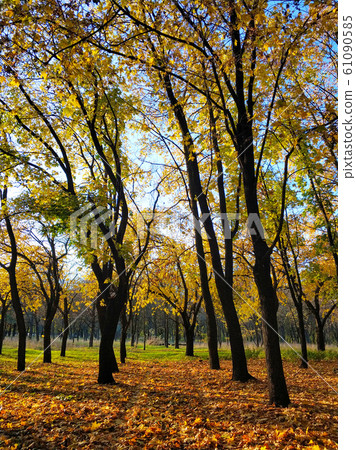 Yellow autumn park. beauty of nature a Yellow autumn park. beauty of nature a 61090585