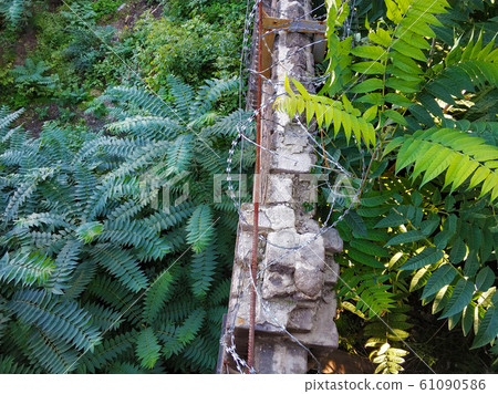 Old brick fence braided with barbed wire in Old brick fence braided with barbed wire in 61090586