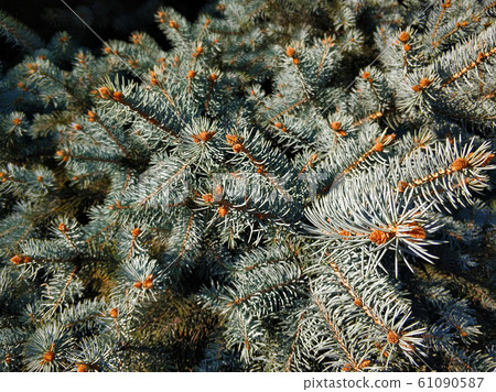 Close-up of a branch of a Christmas tree with Close-up of a branch of a Christmas tree with 61090587
