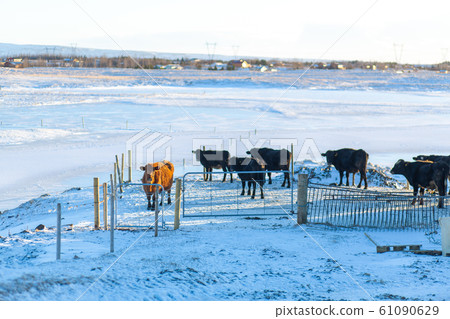 Farm in winter in a small town in iceland. Cows Farm in winter in a small town in iceland. Cows 61090629