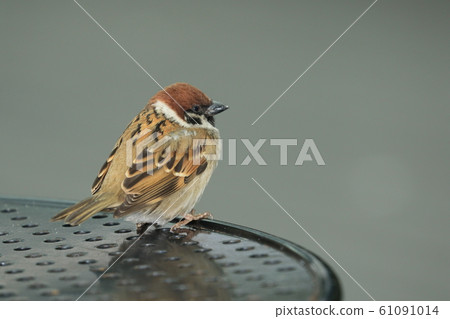 Sparrows sparrow 61091014