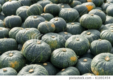 Harvesting a lot of delicious pumpkins Harvesting a lot of delicious pumpkins 61091454