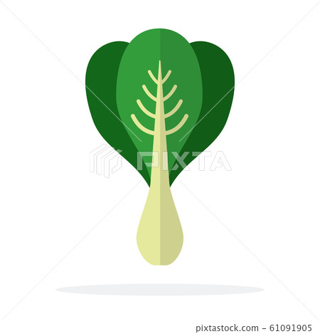 Salad Romano vector flat material design isolated object on white background. Salad Romano vector flat material design isolated object on white background. 61091905
