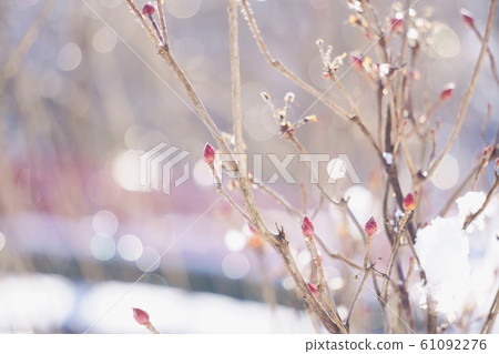 The snow on the branches has melted and is shining in the sunlight 61092276