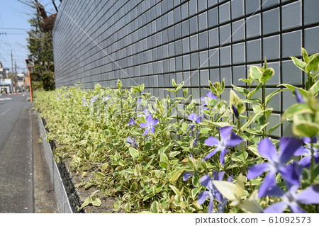 Periwinkle hedgehog Periwinkle hedgehog 61092573
