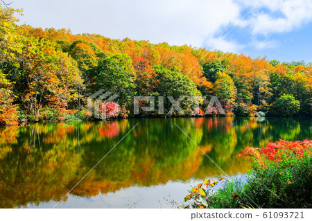 Myoko / Sennin Pond的秋葉 Myoko / Sennin Pond的秋葉 61093721