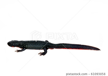 Akaharai New Male Akaharai New Male 61093858