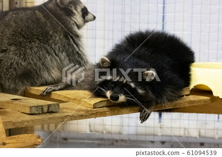 Raccoon pet sleeping in a cage closeup Raccoon pet sleeping in a cage closeup 61094539