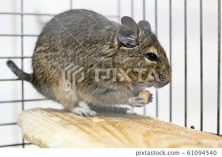 Squirrel degu in a cage close up 61094540