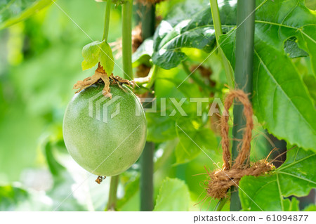 Passion fruit (August) Home garden 61094877