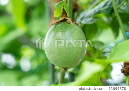 Passion fruit (August) Home garden 61094878