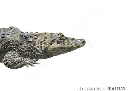 Crocodile portrait isolated on white background. 61095133