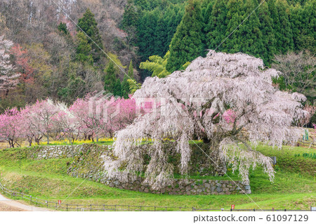 ata部櫻大田本鄉 61097129