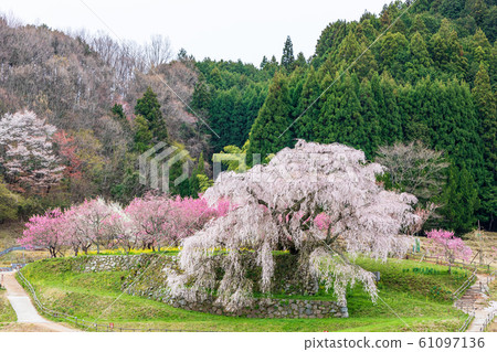 ata部櫻大田本鄉 61097136
