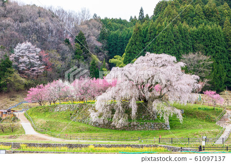ata部櫻大田本鄉 61097137
