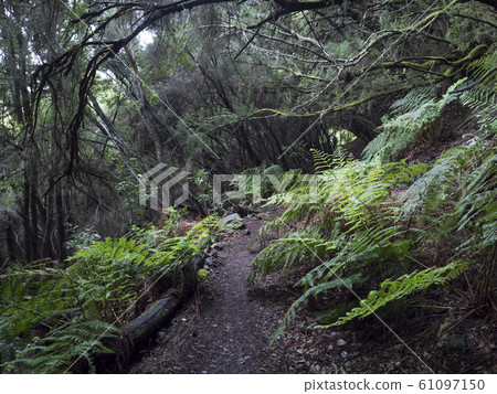 La Zarza nature park with path in beautiful mysterious Laurel forest, laurisilva in the northern part of La Palma, Canary Islands, Spain La Zarza nature park with path in beautiful mysterious Laurel forest, laurisilva in the northern part of La Palma, Canary Islands, Spain 61097150