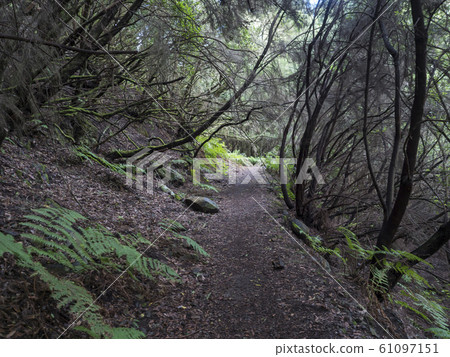 La Zarza nature park with path in beautiful mysterious Laurel forest, laurisilva in the northern part of La Palma, Canary Islands, Spain La Zarza nature park with path in beautiful mysterious Laurel forest, laurisilva in the northern part of La Palma, Canary Islands, Spain 61097151