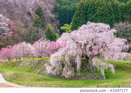 ata部櫻大田本鄉 ata部櫻大田本鄉 61097177