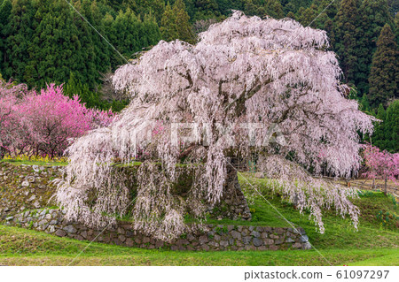 ata部櫻大田本鄉 61097297