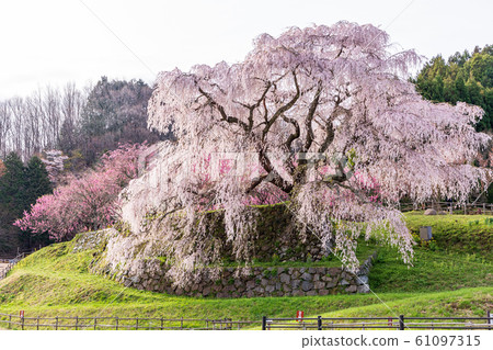 ata部櫻大田本鄉 61097315