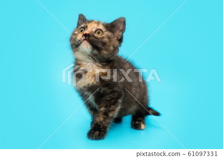 Tricolor small tortoiseshell kitten 61097331