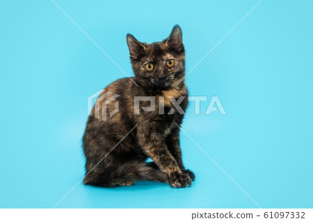 Tricolor small tortoiseshell kitten 61097332