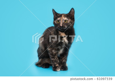 Tricolor small tortoiseshell kitten 61097339