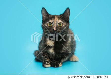 Tricolor small tortoiseshell kitten 61097341