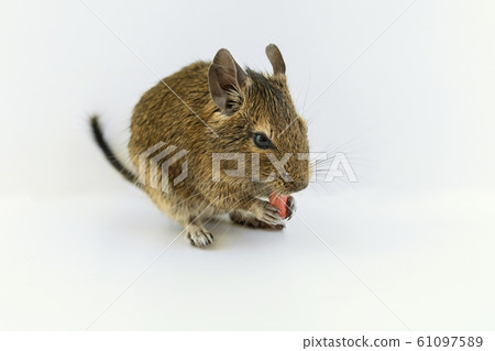 Chilean squirrel degu eating peanut nut, isolated on white background 61097589