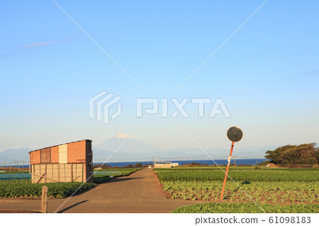 Field (autumn) 61098183