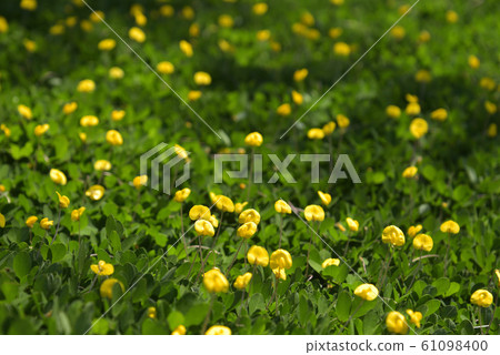 花生鮮花 61098400