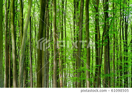 Fresh green trees 61098505