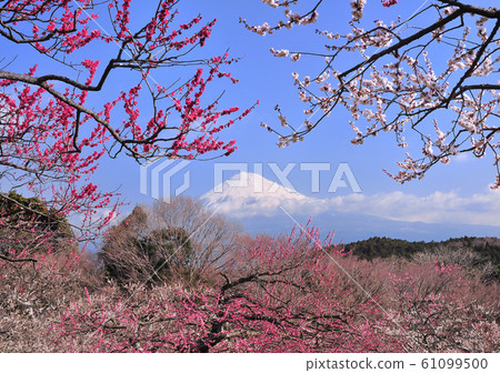 岩本山公園的風景-223000 岩本山公園的風景-223000 61099500
