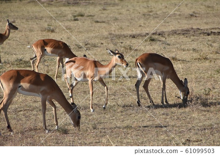wildling, hunt, herbivore 61099503