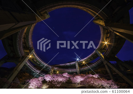 (Shizuoka Prefecture) Kawazu cherry blossoms bloom, Kawazu Nanadaru Loop Bridge, lit up 61100064