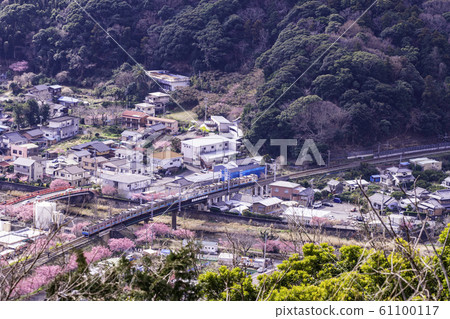 (Shizuoka Prefecture) A row of cherry blossoms on the Kawazu Castle from Kawazu Castle Ruins Park (Shizuoka Prefecture) A row of cherry blossoms on the Kawazu Castle from Kawazu Castle Ruins Park 61100117