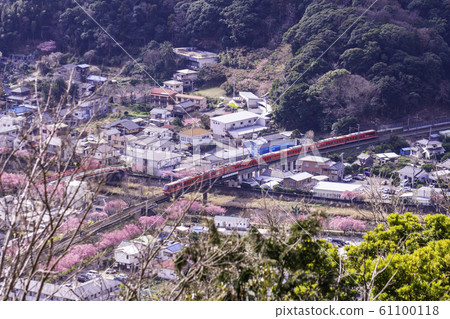 (Shizuoka Prefecture) A row of cherry blossoms on the Kawazu Castle from Kawazu Castle Ruins Park (Shizuoka Prefecture) A row of cherry blossoms on the Kawazu Castle from Kawazu Castle Ruins Park 61100118