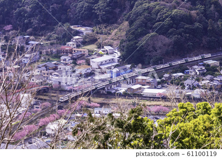 (Shizuoka Prefecture) A row of cherry blossoms on the Kawazu Castle from Kawazu Castle Ruins Park (Shizuoka Prefecture) A row of cherry blossoms on the Kawazu Castle from Kawazu Castle Ruins Park 61100119