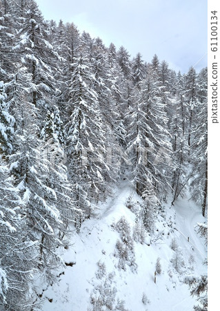 Winter Snowy Landscape, Mountains and Trees Winter Snowy Landscape, Mountains and Trees 61100134