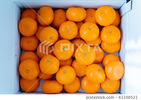 Lots of oranges Lots of oranges 61100521