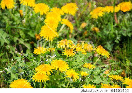 Dandelion Dandelion 61101493