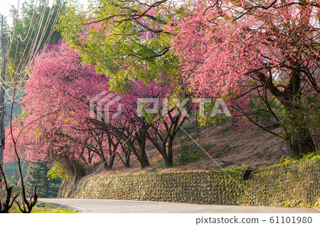 盛開的櫻花，猩紅色的櫻花，山上的櫻花，台北木柵欄杏花林 61101980