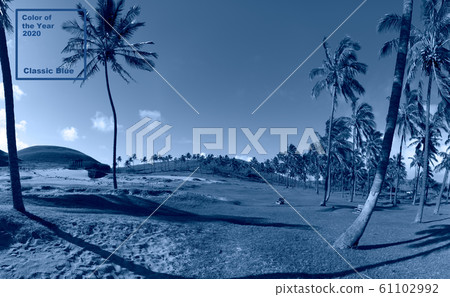 Tropical blue classic background. Palm tree on Easter Island. Color of the year. Coy2020 Tropical blue classic background. Palm tree on Easter Island. Color of the year. Coy2020 61102992