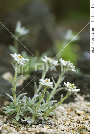 Chishimasu Yukisou Yurigahara Park 61103118