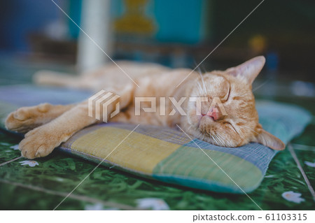 Mindful Farm Cat Mindful Farm Cat 61103315